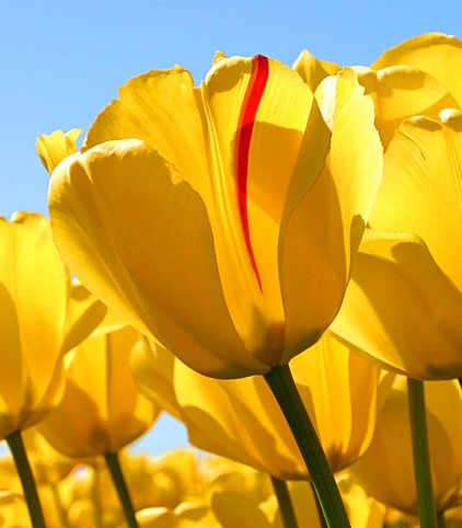 সোলেমান হাসান